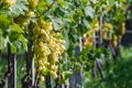 Grappe in Hungary, Balaton vineyard Royalty Free Stock Photo