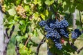 Grappe in Hungary, Balaton vineyard Royalty Free Stock Photo