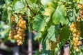 Grappe in Hungary, Balaton vineyard Royalty Free Stock Photo