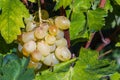 Grappe in Hungary, Balaton vineyard Royalty Free Stock Photo