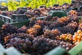 Grappe in Hungary, Balaton vineyard Royalty Free Stock Photo