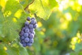 Grappe for red wine Royalty Free Stock Photo