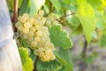 Grappe for white wine Royalty Free Stock Photo