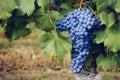 Graps of nebbiolo in the vineyard of barolo Italy