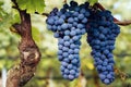 Graps of nebbiolo in the vineyard of barolo Italy Royalty Free Stock Photo