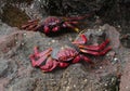 Grapsus adscensionis crab in Canary Islands