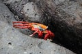 Grapsus crab