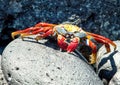 Grapsus grapsus on a rock on Santa Fe Island in the Galapagos, Ecuador. Royalty Free Stock Photo