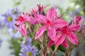 Grapetopetalum bellum, flowering