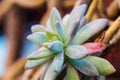 Graptopetalum bellum, succulent plant Royalty Free Stock Photo