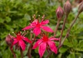 (Graptopetalum bellum, Tacitus bellus, Crassulaceae) succulent blooming in spring with red flowers with succulent leaves