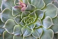 Graptopetalum bellum; Tacitus bellus, a succulent plant from Mexico Royalty Free Stock Photo