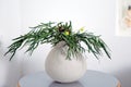 Graptopetalum Macdougallii, a succulent plant under Crassulaceace family. The two succulents in white round ceramic pots.