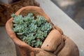 Graptopetalum macdougallii , Succulent plants are planted in terracotta pots placed at the nursery