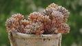 Graptopetalum pachyphyllum