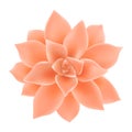 Graptopetalum paraguayense Ghost Plant flower in coral color. Realistic Vector flower Illustration isolated on white. Jade plant.