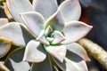 Graptopetalum paraguayense Ghost Plant