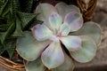 Graptopetalum paraguayense plant close up