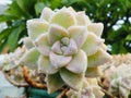 Graptopetalum paraguayense Ghost Plant with dew.