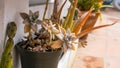 Close-up of Graptopetalum Paraguayense plant in the home garden