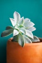 Graptopetalum paraguayense succulent ghost plant terracotta clay pot green background