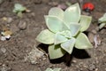 Graptopetalum