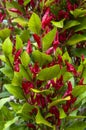 Graptophyllum excelsum x ilicifolium or scarlet fuchsia bush with vivid red flowers