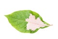 Graptophyllum Leaf isolated