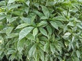 Graptophyllum pictum plant, caricature plant leaves texture background