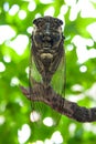 Graptopsaltria nigrofuscata Japanese cicada, the large brown, called aburazemi in Japanese. On dry branch Royalty Free Stock Photo