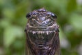 Graptopsaltria nigrofuscata Japanese cicada, the large brown cicada, called aburazemi in Japanese. Head close-up