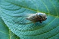 Graptopsaltria nigrofuscata, the large brown cicada, called aburazemi in Japanese. Cicada on green leaf Royalty Free Stock Photo