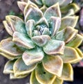 Graptosedum Ghosty Succulent Close Up Rosette