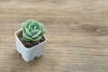 Graptoveria lovely rose succulent plant mini pot on wood table top background