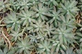 Graptoveria sp Succulent Gardening. Arid plants. Royalty Free Stock Photo