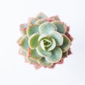 Graptoveria Titubans rosette isolated on white background Royalty Free Stock Photo