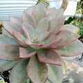 Graptoveria & x27;Fred Ives& x27; Royalty Free Stock Photo