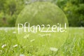 Gras Meadow, Daisy Flowers, Pflanzzeit Means Planting Season