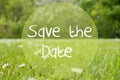 Gras Meadow, Daisy Flowers, Text Save The Date