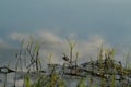 Gras peeking out of water