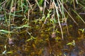 Gras and Plants at the Edge of a Pond, Detail of a Swamp Royalty Free Stock Photo