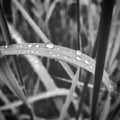 Gras with rain drops