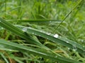 Gras with rain drops