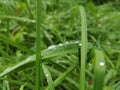 Gras with rain drops