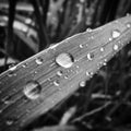 Gras with rain drops