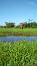 Gras, water and bufallo