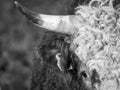 Grascale shot of a bull's head with sharp horn Royalty Free Stock Photo