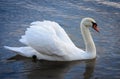 Graseful white swan Royalty Free Stock Photo