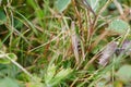 Grashopper in the deep Royalty Free Stock Photo