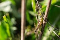 Grashopper Royalty Free Stock Photo